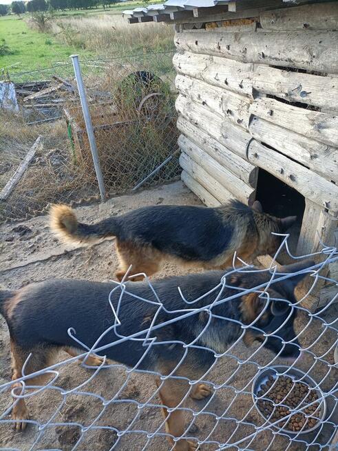 Pies owczarek za darmo