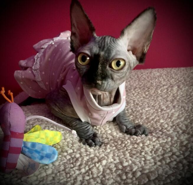Sphynx • Sfinks Likwidacja hodowli dorosle Kotełki Wwa (PL )