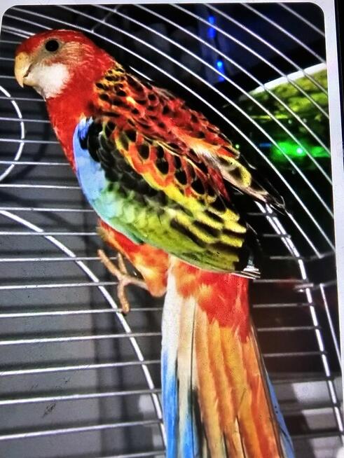 Sprzedam papugi