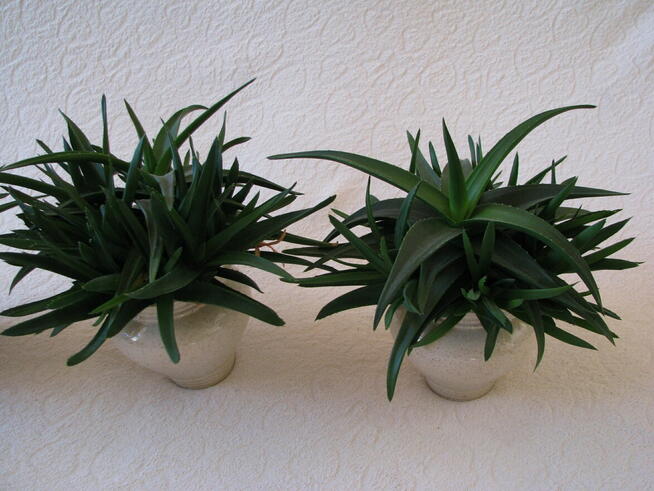 Aloes piękna tryskająca zielenią roślinka właśc. lezniczycze