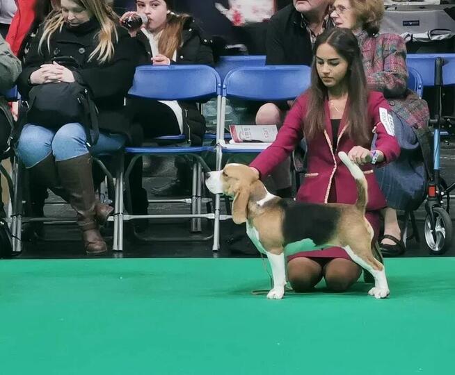BEAGLE-po champ. ZKwP/FCI
