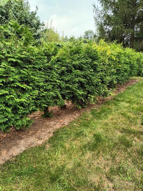 Działka ROD Radom Jarzębina na Godowie