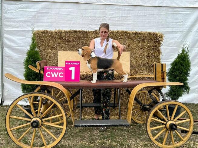 BEAGLE-po champ. ZKwP/FCI