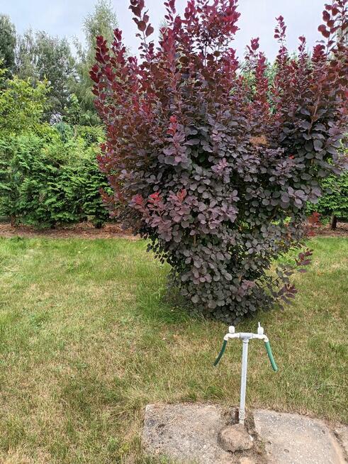 Działka ROD Radom Jarzębina na Godowie