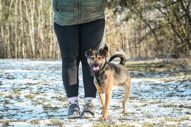 Adaś-cudowny, energiczny młody pies do adoocji