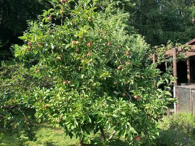 Działka ROD w Słupsku, Gdańska