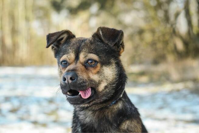 Adaś-cudowny, energiczny młody pies do adoocji