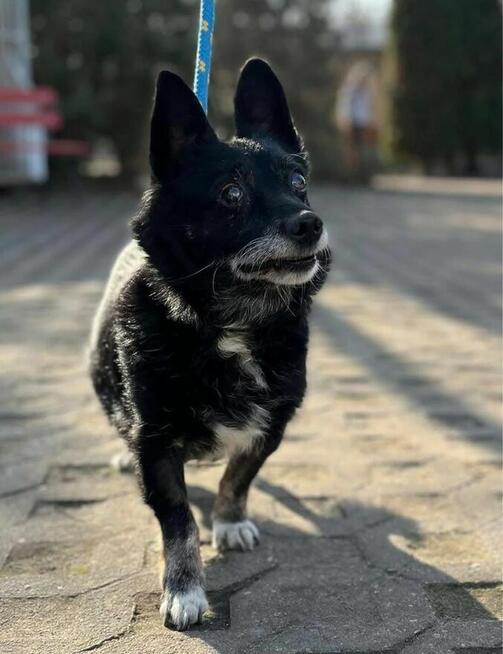 Gustaw-niewidomy mały staruszek do pilnej adopcjj