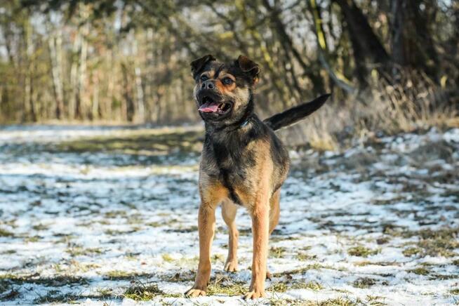 Adaś-cudowny, energiczny młody pies do adoocji