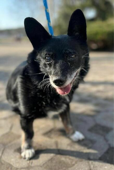 Gustaw-niewidomy mały staruszek do pilnej adopcjj