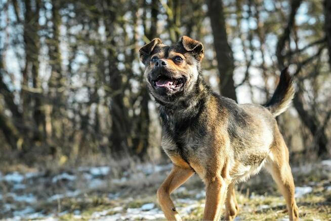 Adaś-cudowny, energiczny młody pies do adoocji