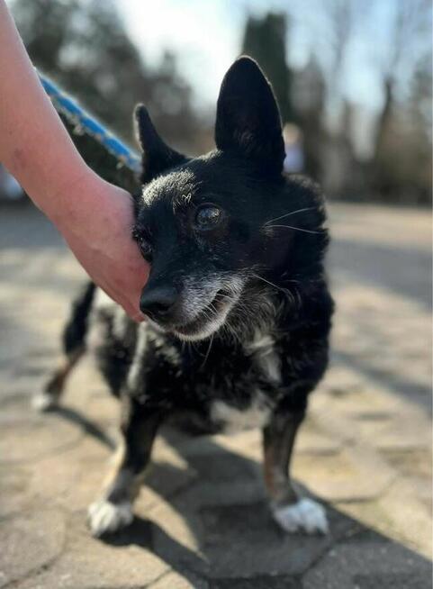 Gustaw-niewidomy mały staruszek do pilnej adopcjj