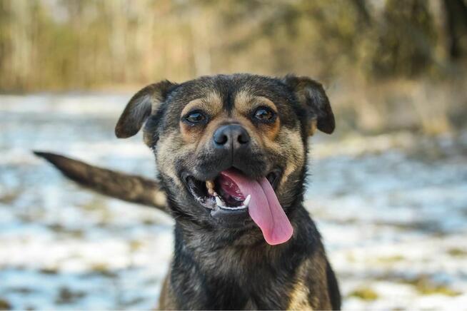 Adaś-cudowny, energiczny młody pies do adoocji