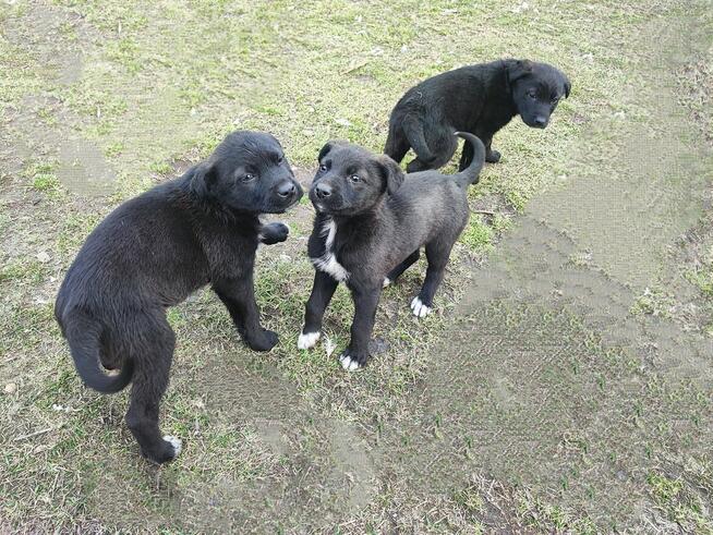 Oddam szczeniaki
