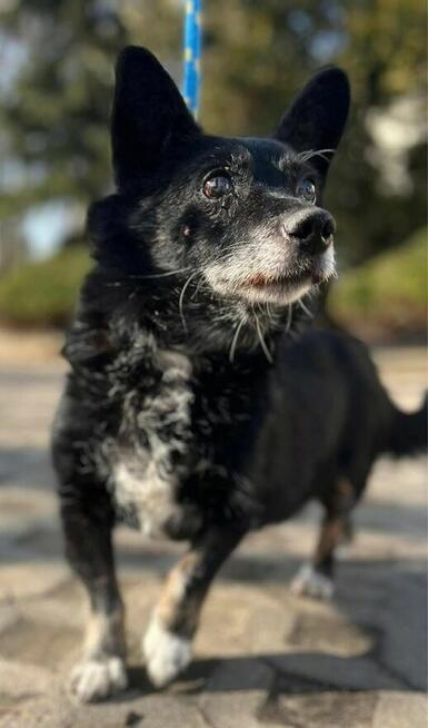 Gustaw-niewidomy mały staruszek do pilnej adopcjj