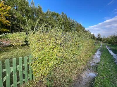 Działka ROD w Słupsku, Gdańska