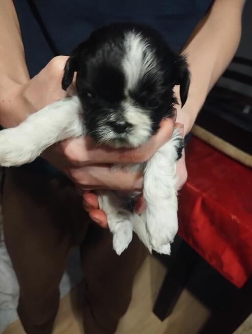 Shih tzu