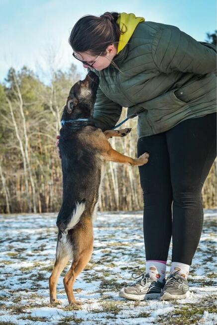 Adaś-cudowny, energiczny młody pies do adoocji