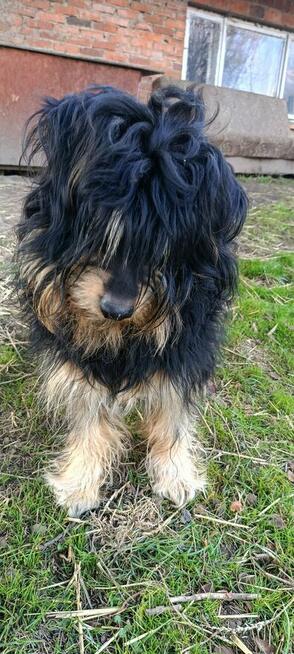 Alarm!Teodor ok. 5 let, piękny kudlacz Dom Stały lub Tymcz.