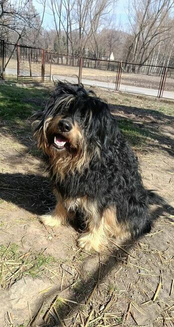 Alarm!Teodor ok. 5 let, piękny kudlacz Dom Stały lub Tymcz.