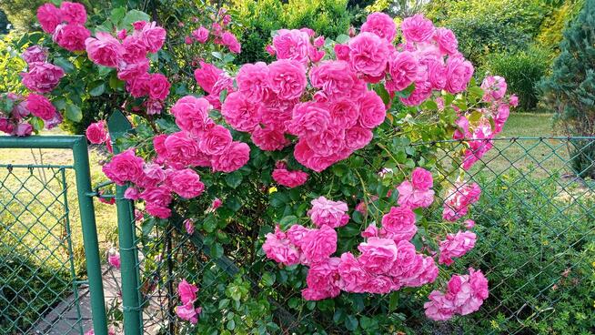 Zaciszna działka rekreacyjana ROD Opole