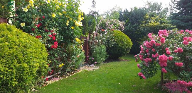 Sprzedam zadbany dom z pięknym ogrodem