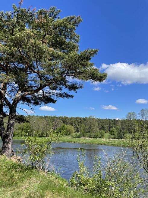 Działki z linią brzegową nad Narwią Szablak. Bezpośrednio