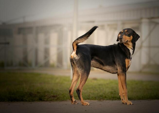 BIXBY ok 5 let wyjątkowy pies czeka na wyjątkowego opiekuna