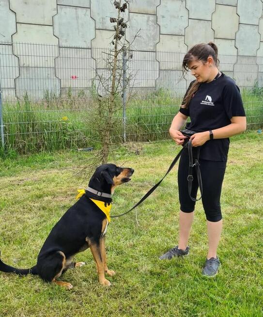 BIXBY ok 5 let wyjątkowy pies czeka na wyjątkowego opiekuna