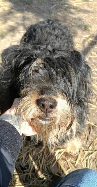 Alarm!Teodor ok. 5 let, piękny kudlacz Dom Stały lub Tymcz.