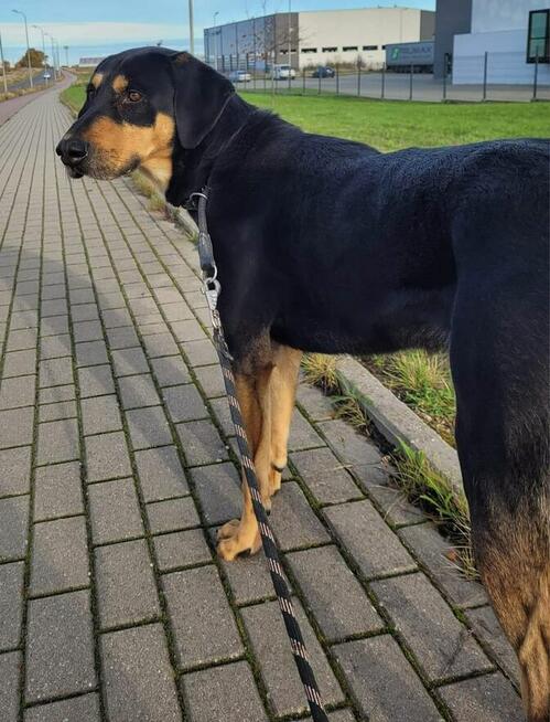 BIXBY ok 5 let wyjątkowy pies czeka na wyjątkowego opiekuna