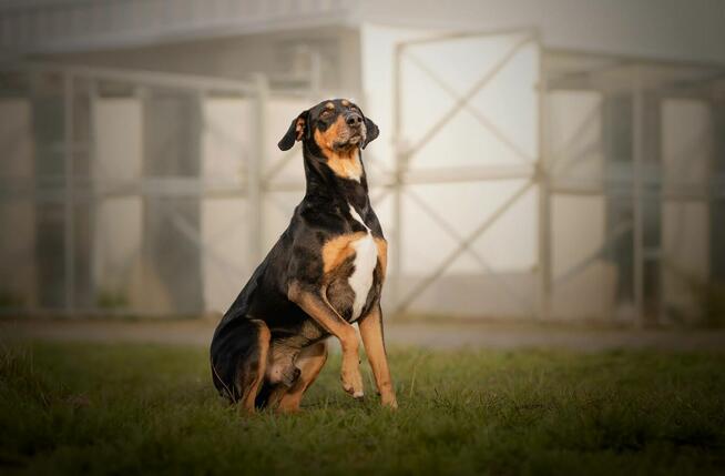 BIXBY ok 5 let wyjątkowy pies czeka na wyjątkowego opiekuna