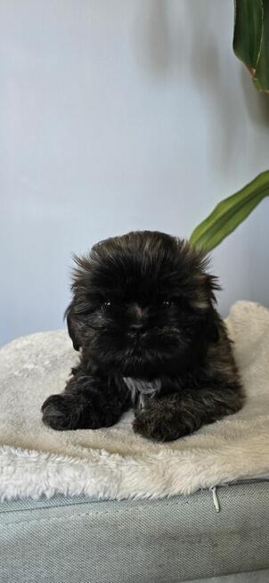 Shih tzu!