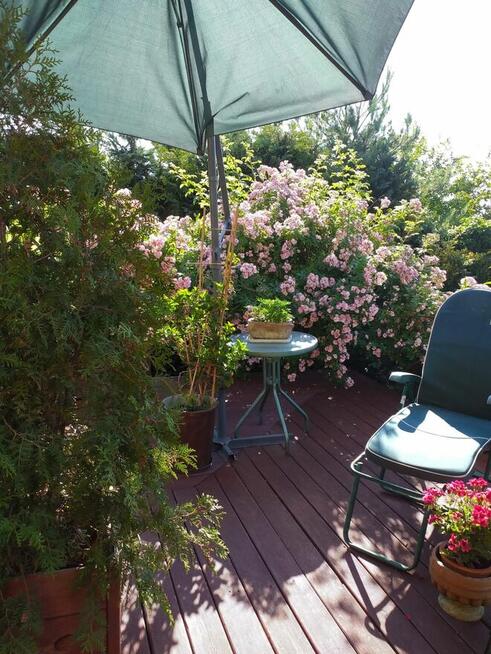 Sprzedam zadbany dom z pięknym ogrodem