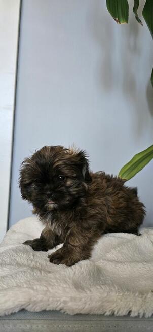 Shih tzu!