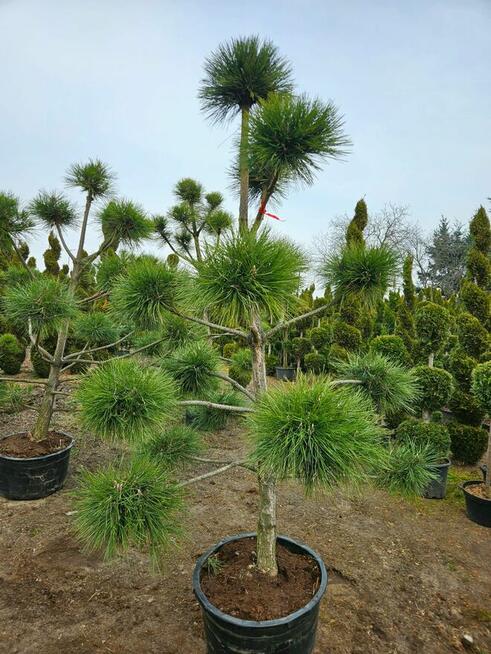 BONSAI Sosna Czarna formowana 800 zł