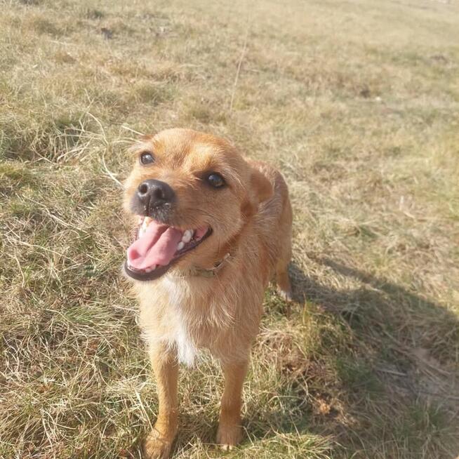 FIGA śliczna młoda rezolutna dziewczynka szuka dobrego domku