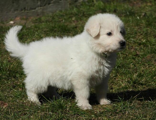 Biały owczarek szwajcarski FCI ZKwP szczeniak samiec