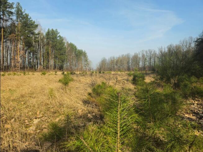 Działka budowlana 1000M2; WZ; BRZÓZA