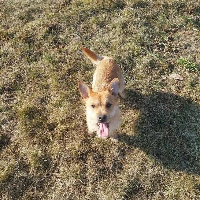 Uśmiechnięty Młodziak lubiący smakołyki poleca się do adopcj