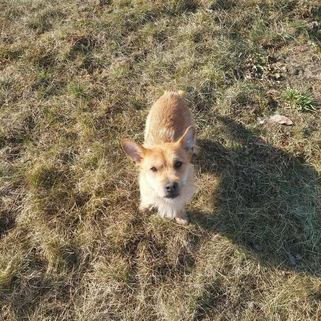 DUDUŚ grzeczny przyjacielski Młodziak poleca się do adopcji