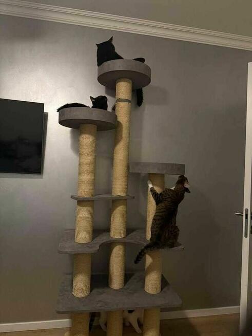 Drapak dla kota na wymiar, darmowa wizualizacja 3D