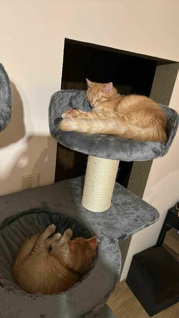 Drapak dla kota na wymiar, darmowa wizualizacja 3D