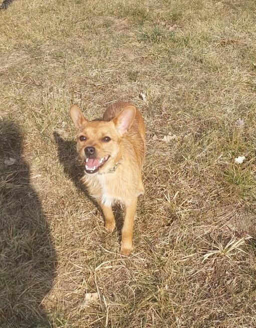 Śliczna młodziutka dziewczynka szuka cudownego domku