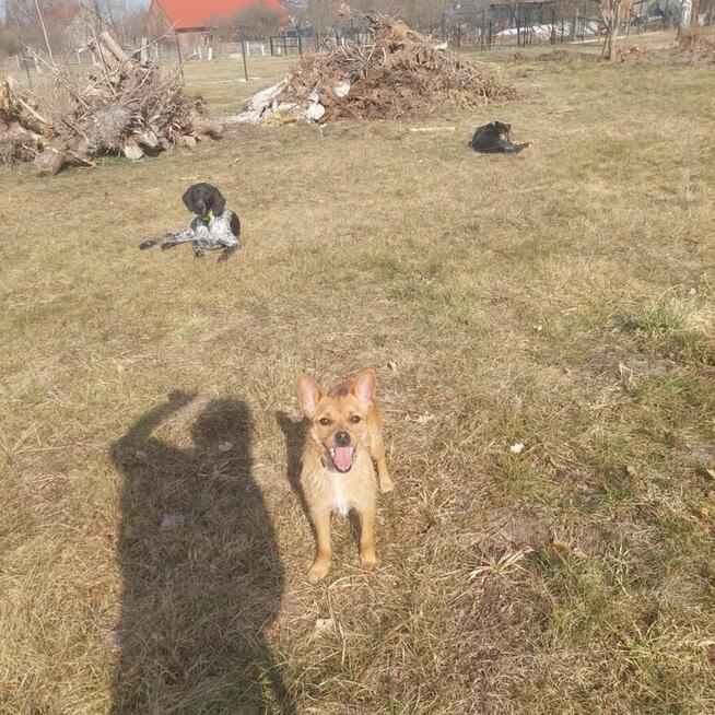 FIGA psie dziecię wesołe uśmiechnięte poleca się do adopcji