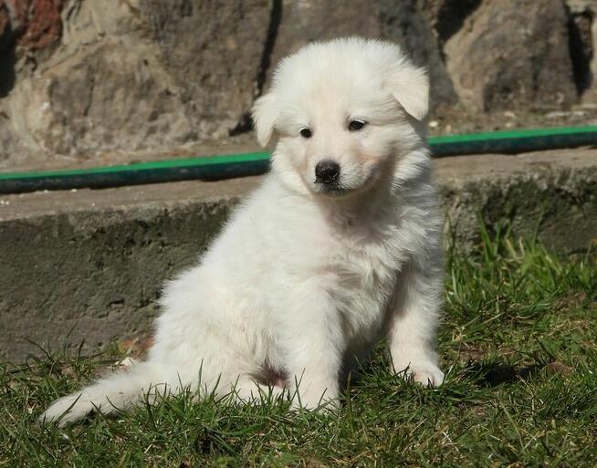 Biały owczarek szwajcarski FCI ZKwP szczeniak samiec