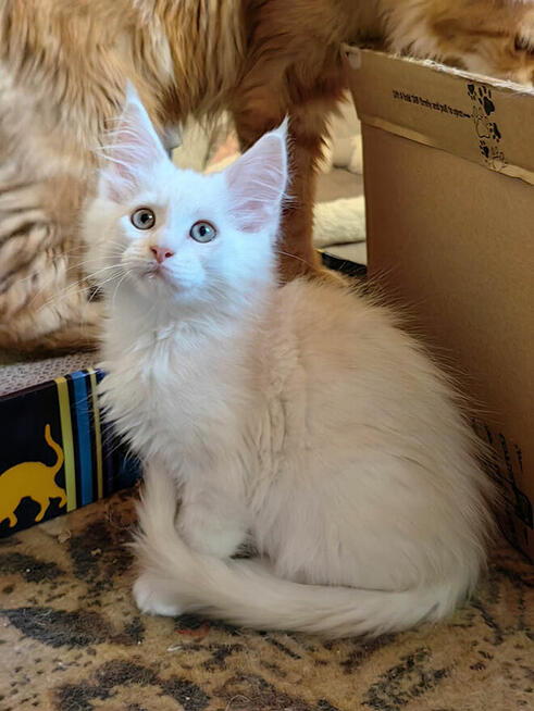 Kocięta Maine Coon rudo-srebrzyste SHADED, z rodowodem FPL