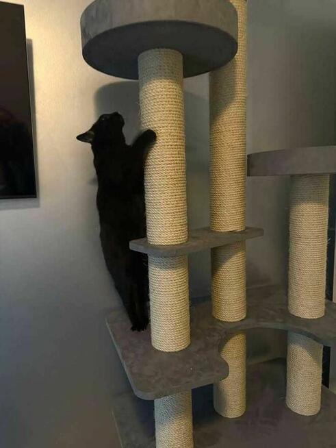 Drapak dla kota na wymiar, darmowa wizualizacja 3D