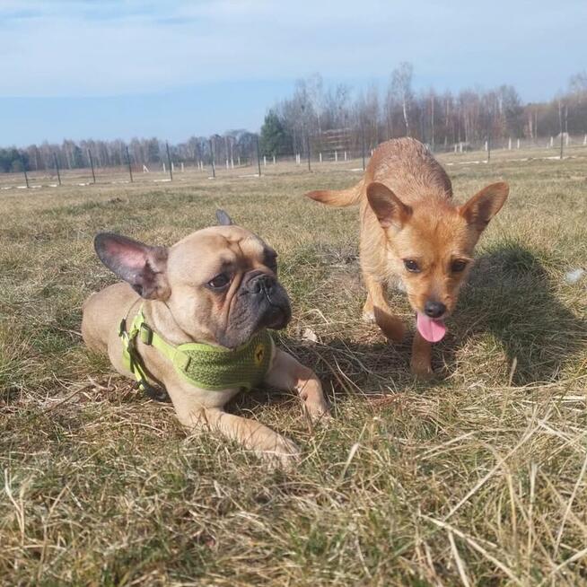 FIGA psie dziecię wesołe uśmiechnięte poleca się do adopcji