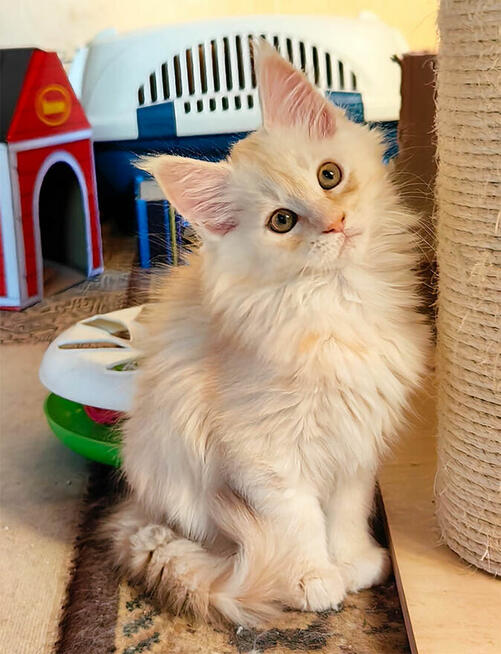 Kocięta Maine Coon rudo-srebrzyste SHADED, z rodowodem FPL